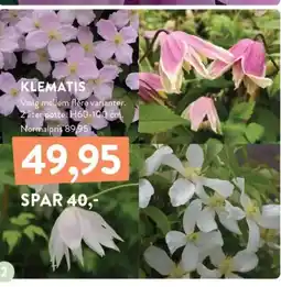 KLEMATIS