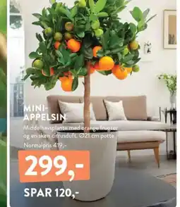 Plantorama MINI- APPELSIN tilbud