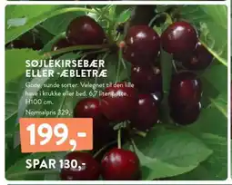 Plantorama SØJLEKIRSEBÆR ELLER -ÆBLETRÆ tilbud