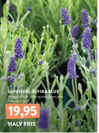 Plantorama LAVENDEL ELVIRA BLUE' tilbud