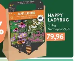 Plantorama HAPPY LADYBUG tilbud