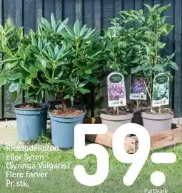 REMA 1000 Rhododendron eller Syren tilbud