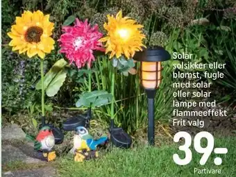 REMA 1000 Solar solsikker eller blomst, fugle med solar eller solar lampe med flammeeffekt tilbud