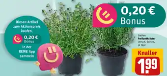 REWE DE Freilandkräuter tilbud