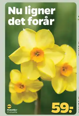 Netto Påskeliljer tilbud