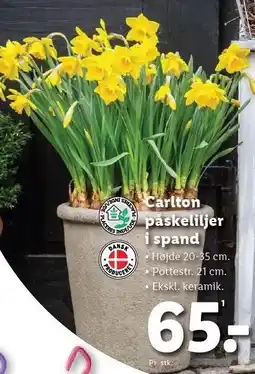 Lidl carlton påskeliljer i spand tilbud