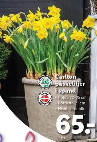 Lidl carlton påskeliljer i spand tilbud