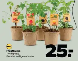 Netto Frugtbuske tilbud