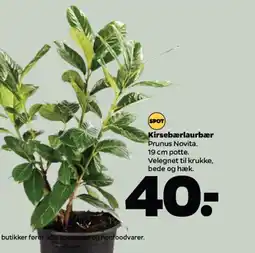 Netto Kirsebærlaurbær tilbud