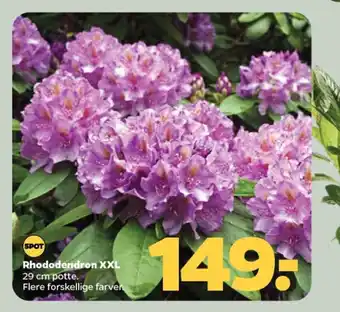 Netto Rhododendron xxl tilbud