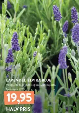 Plantorama LAVNDEL 'ELVIRA BLUE' tilbud