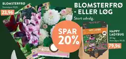 Plantorama BLOMSTERFRØ ELLER LØG tilbud