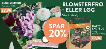 Plantorama BLOMSTERFRØ ELLER LØG tilbud