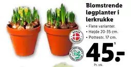 Lidl Blomstrende løgplanter i lerkrukke tilbud