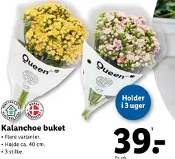 Lidl Kalanchoe buket tilbud