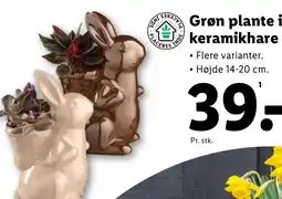 Lidl Grøn plante i keramikhare tilbud