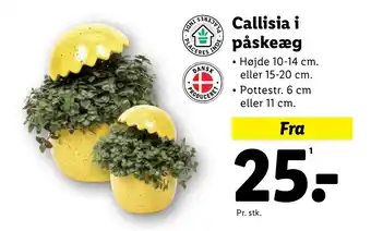 Lidl Callisia i påskeæg tilbud