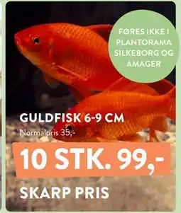 Plantorama GULDFISK 6-9 CM tilbud