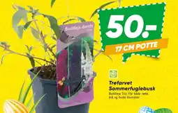 Bilka Trefarvet Sommerfuglebusk tilbud