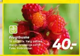 Bilka Frugtbuske tilbud