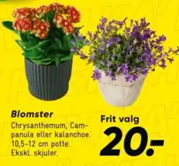 Bilka Blomster tilbud