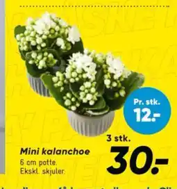 Bilka Mini kalanchoe tilbud