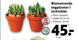 Lidl Blomstrende løgplanter i lerkrukke tilbud