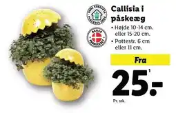 Lidl Callisia i påskeæg tilbud