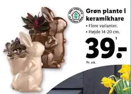 Lidl Grøn plante i keramikhare tilbud