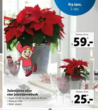 Let-Køb Julestjerne eller stor julestjernebusk tilbud