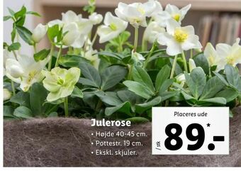 Julerose