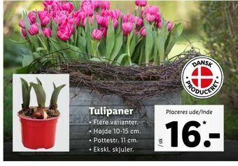 Tulipaner