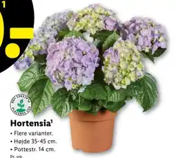 Lidl Hortensia¹ tilbud