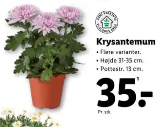 Lidl Krysantemum tilbud