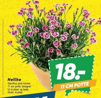 Bilka Nellike tilbud