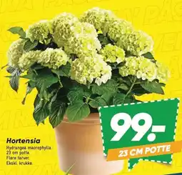 Bilka Hortensia tilbud