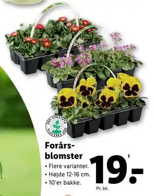 Lidl Forårsblomster tilbud