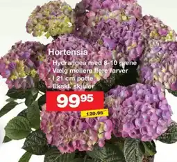 Bauhaus Hortensia tilbud
