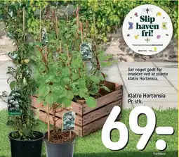 REMA 1000 Klatre Hortensia tilbud