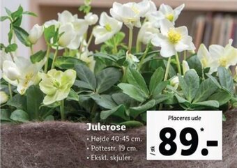 Lidl Julerose tilbud