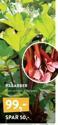 Plantorama Rabarber tilbud