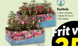 Lidl Fuchsia tilbud