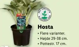 Lidl Hosta tilbud