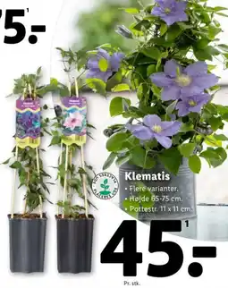 Lidl Klematis tilbud