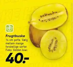 Bilka Frugtbuske tilbud