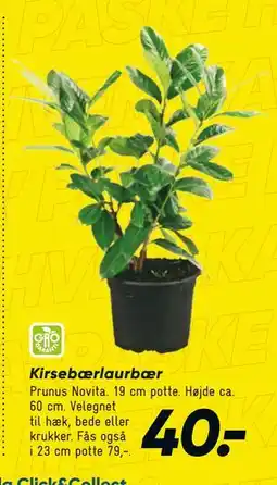 Bilka Kirsebærlaurbær tilbud