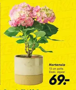 Bilka Hortensia tilbud
