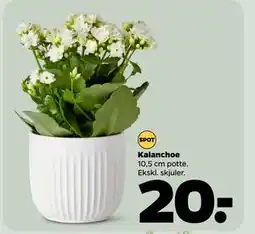 Netto Kalanchoe tilbud