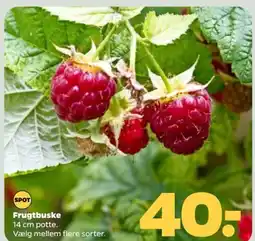 Netto Frugtbuske tilbud