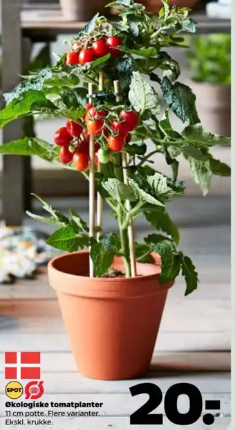 Netto Økologiske tomatplanter tilbud